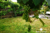 BERK Immobilien - Wilder Wein - VERKAUFT – BERK Immobilien – Siedlungshaus mit Anbau und großem Garten in Hainburg zu verkaufen